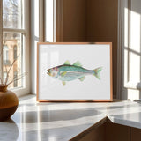 Striped Bass: Unframed / 11 x 14