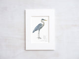 Great Blue Heron Miniature Watercolor Art Print: 5x7 (8x10 mat)