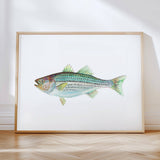 Striped Bass: Unframed / 11 x 14