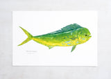 Mahi-mahi Print, Dolphinfish Watercolor Painting: 5x7 (8x10 mat)