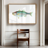 Striped Bass: Unframed / 5 x 7