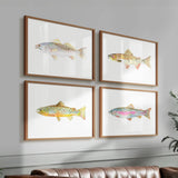 Rainbow Trout No. 1 & 2: Unframed / 5 x 7