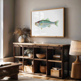 Striped Bass: Unframed / 11 x 14